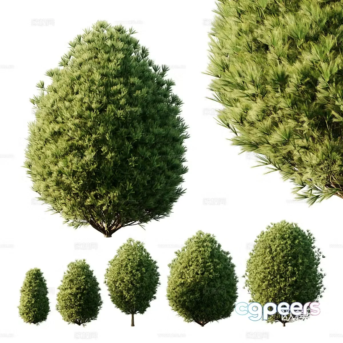 Pine tree 3d model