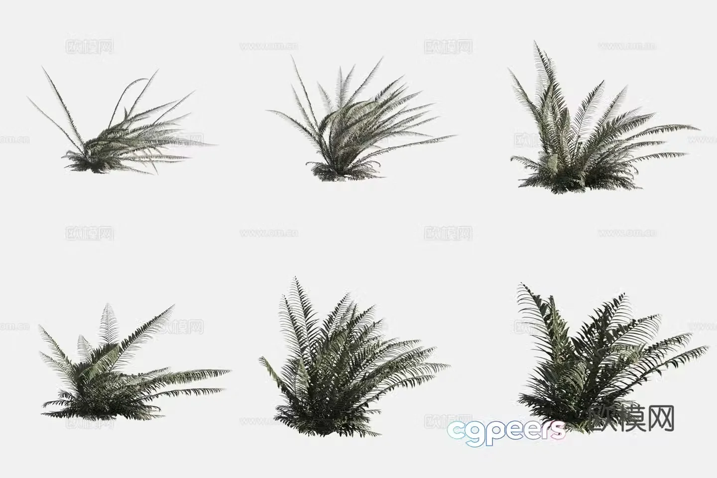 Western Sword Fern Flowers and Plants 3D Model