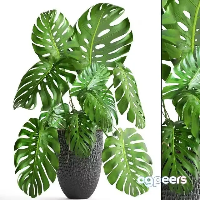 3ds Max Free – MONSTERA 6 BIG