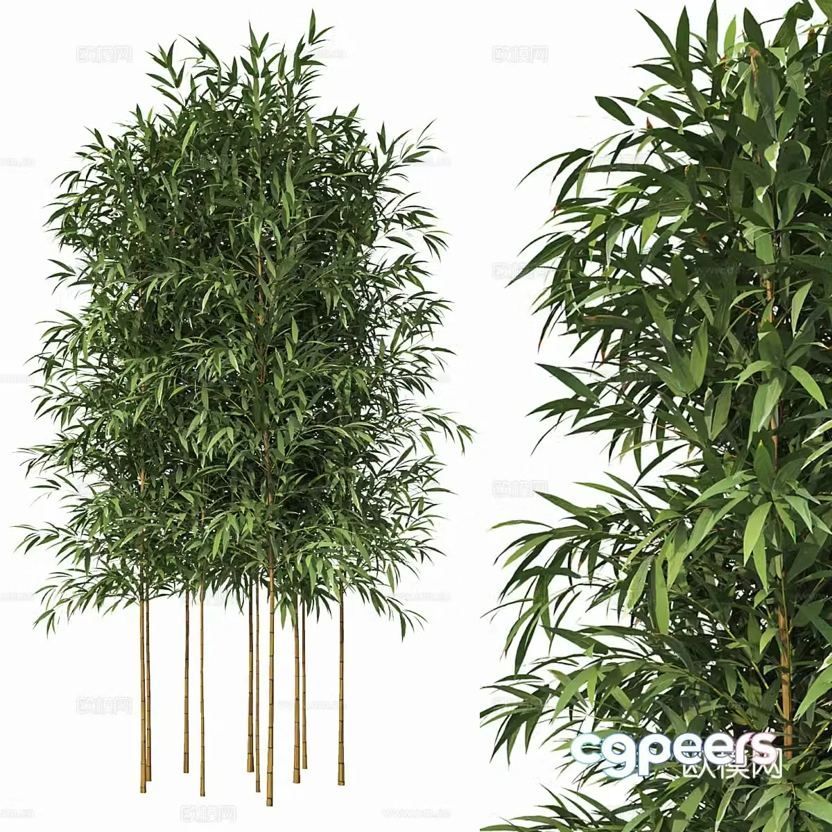 Bamboo 3d model