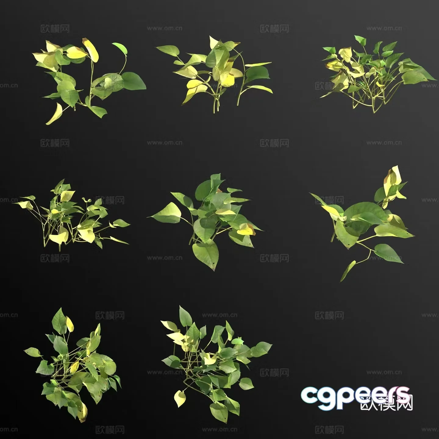 Green leaves and green radish green plants and flowers 3D model