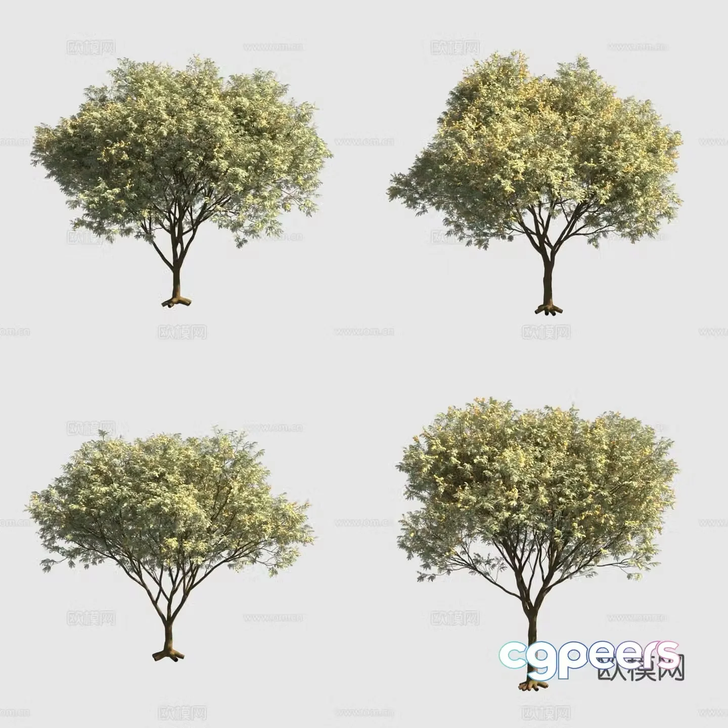 Argentina ironwood street tree flower tree 3d model