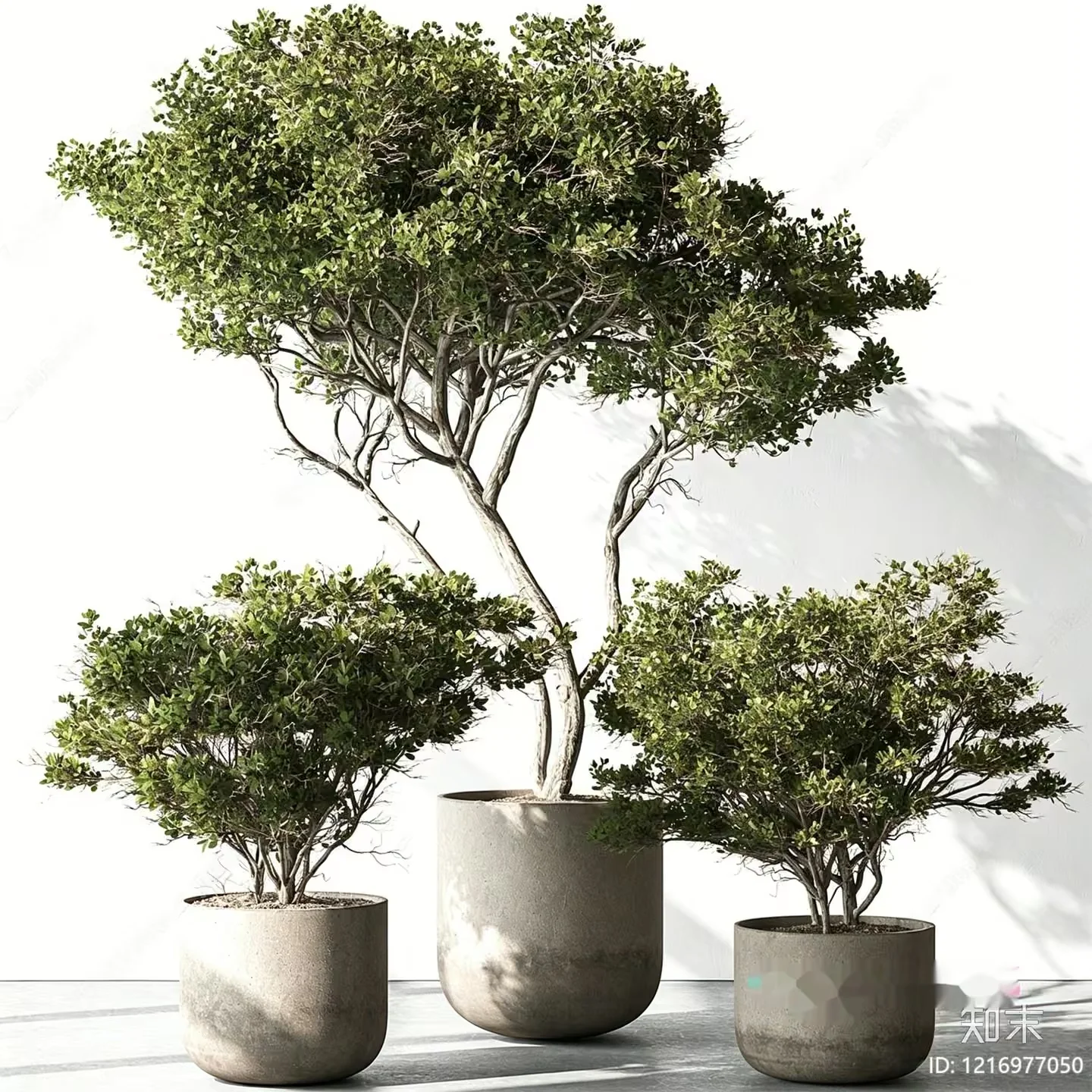 Three Potted Trees 3D Model – 15536 – VRAY Render