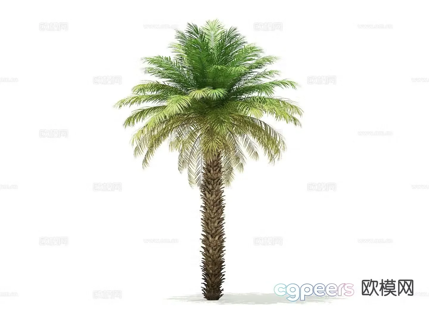Trees Landscape Trees Street Trees Palm Trees 3D Model