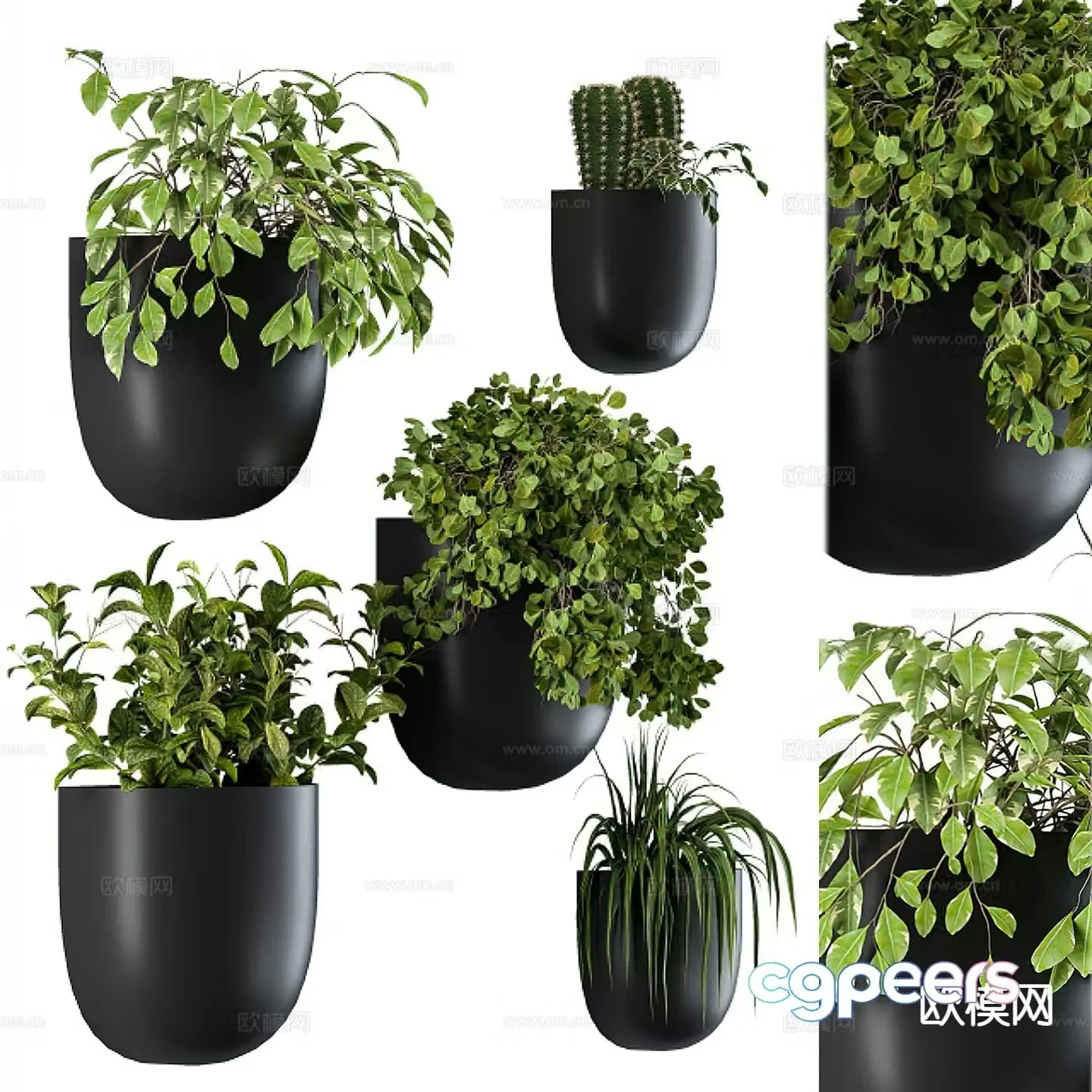 Green plant potted plant small potted plant 3d model