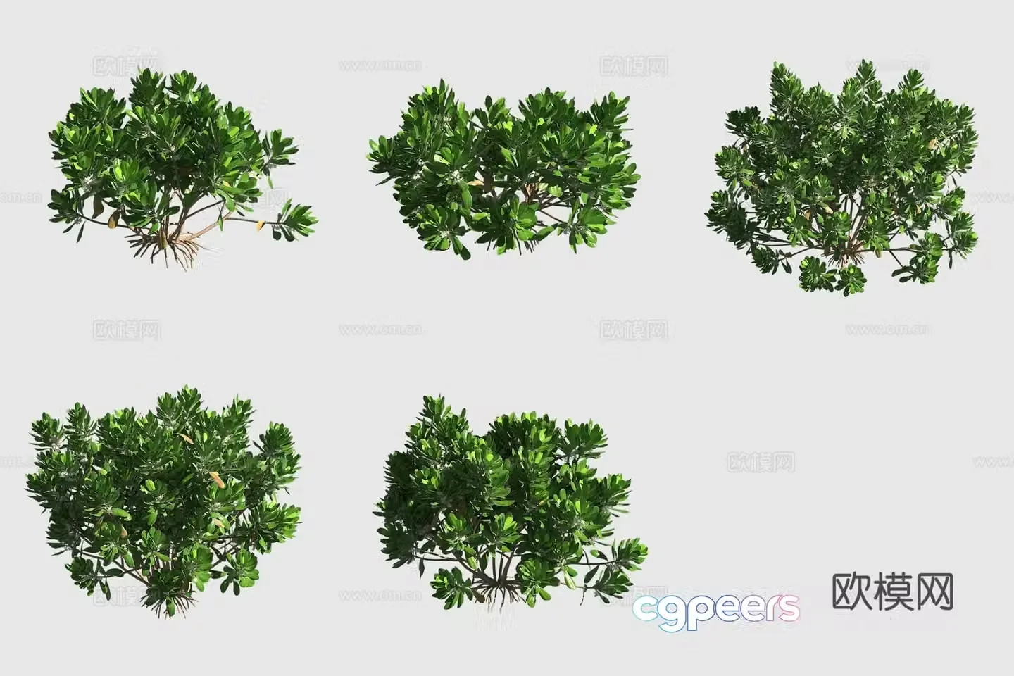 Grass Pittrum Hawaiian Plant 3D Model