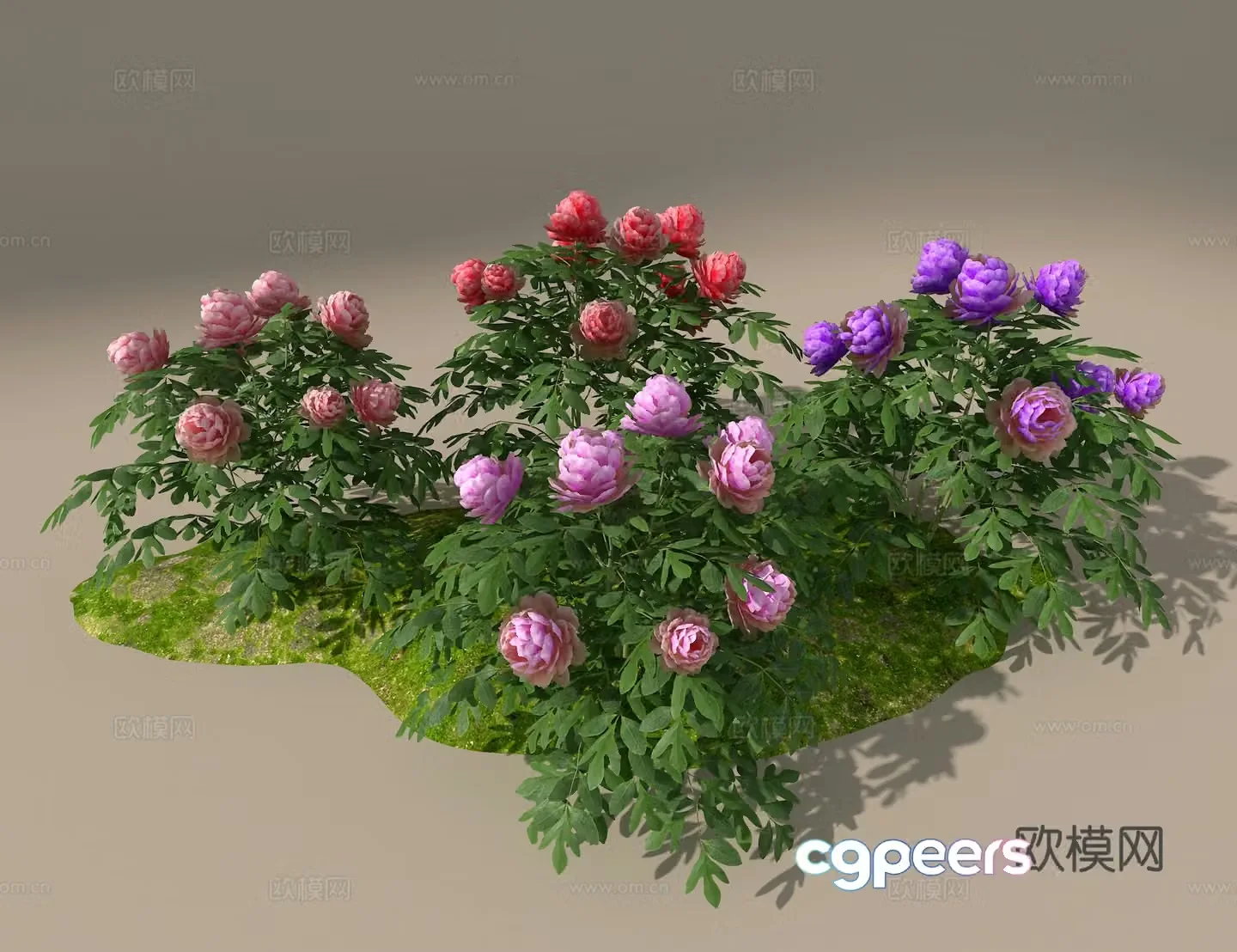 Peony 3d model