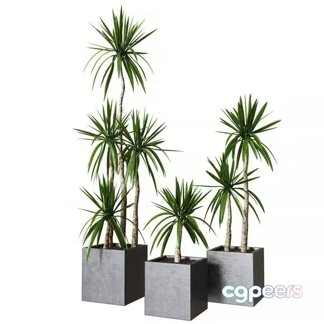 3ds Max Free – Yucca pot 01_Collection of plants 03