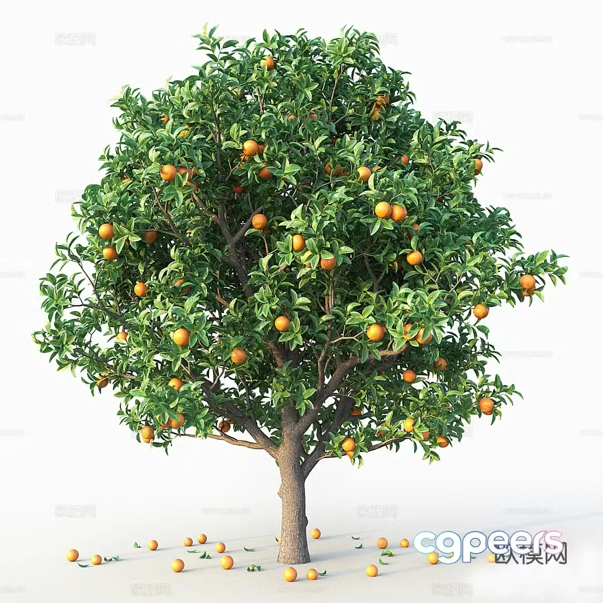 Orange tree 3d model