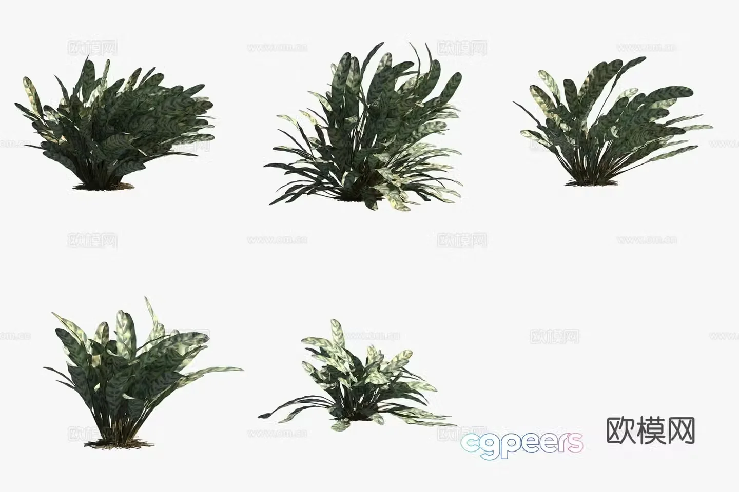 3D model of orchid leaves and arrowroot green plants