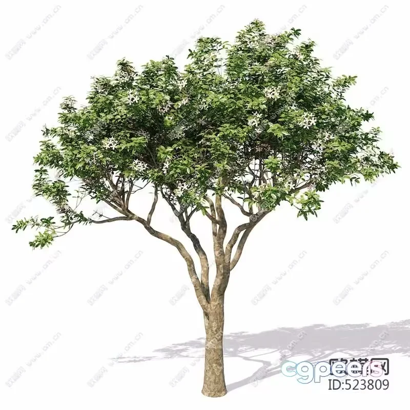 A Tree With Green Leaves 3D Model – 21738 – VRAY Render