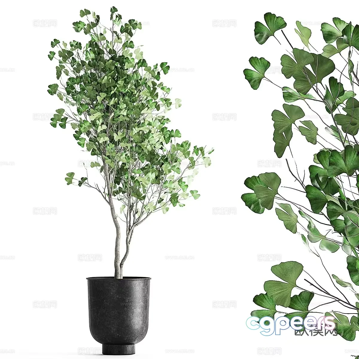 A Plant In A Pot 3D Model – 9772 – VRAY Render