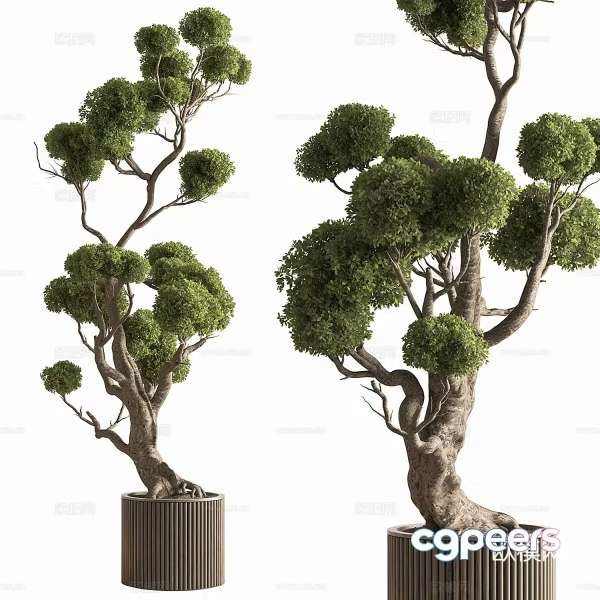 New Chinese pine bonsai pot plant 3D model