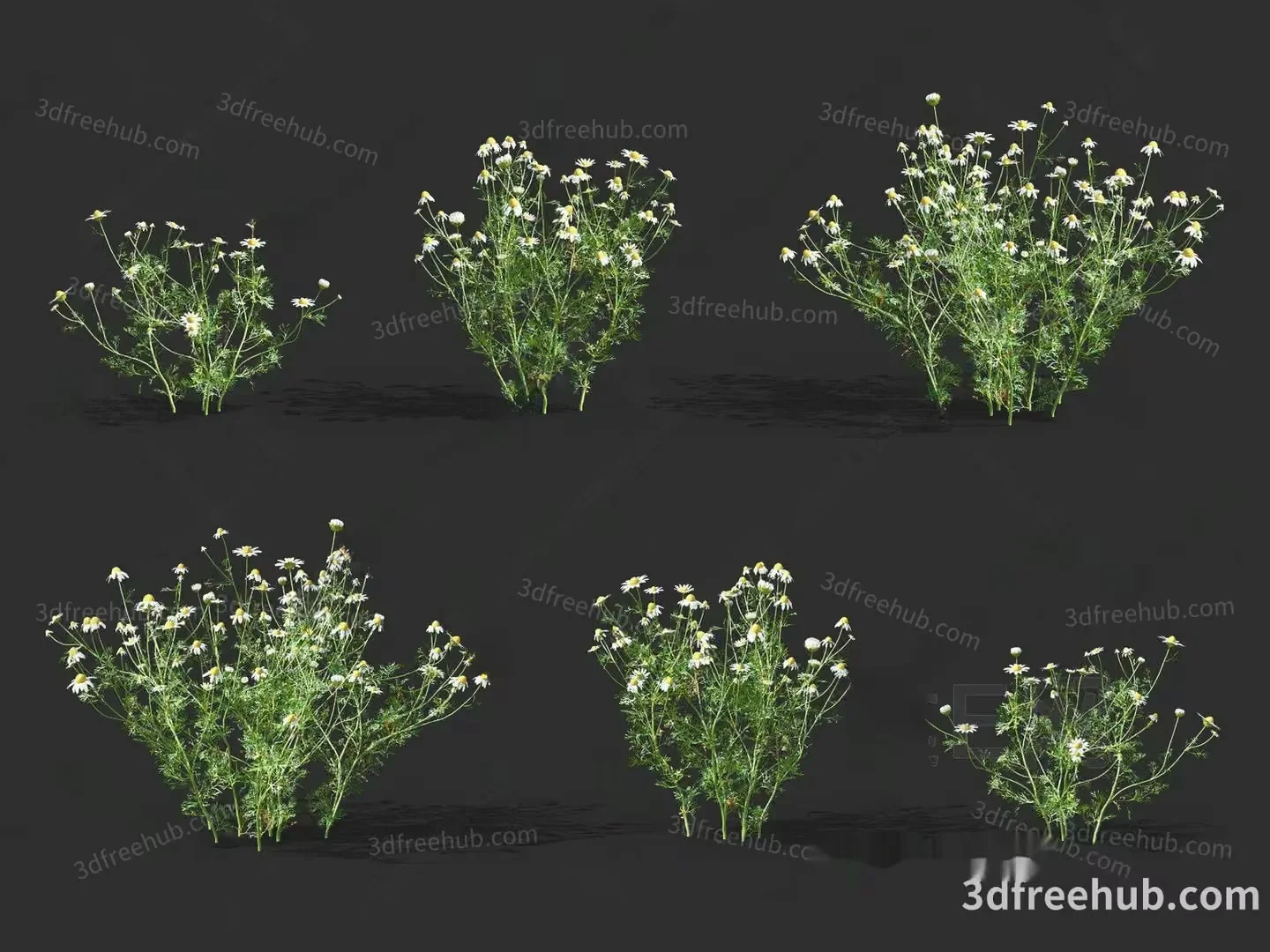 A Collection Of White Flowers With Green Stems 3D Model – 18768 – VRAY Render