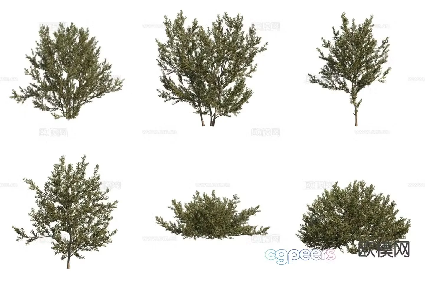 Desert plant Salt ear wood Shrub 3d model
