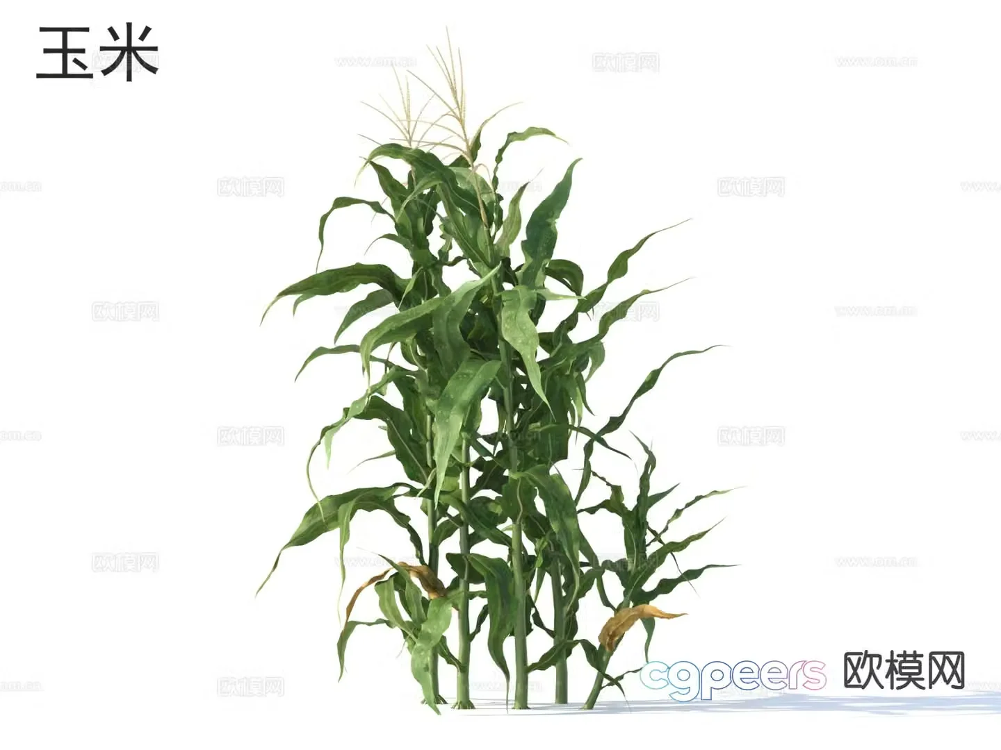 Corn Crop 3D Model