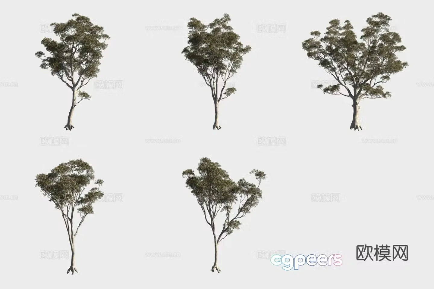 Broom eucalyptus tree woods 3d model