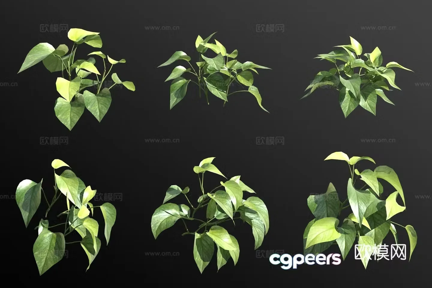 Pothos green plant 3d model