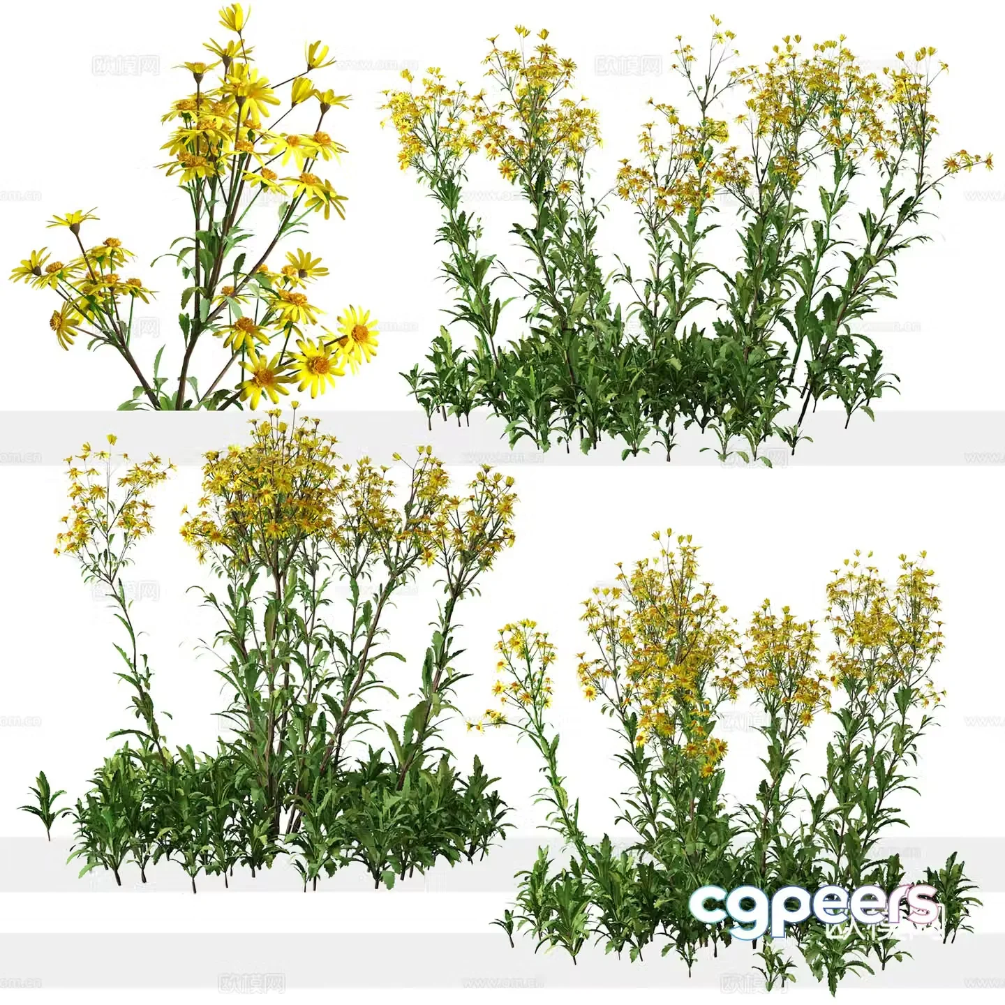 wildflower 3d model