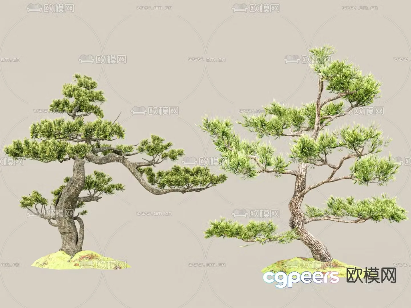 New Chinese-style pine tree Podocarat Welcoming Pine 3D model