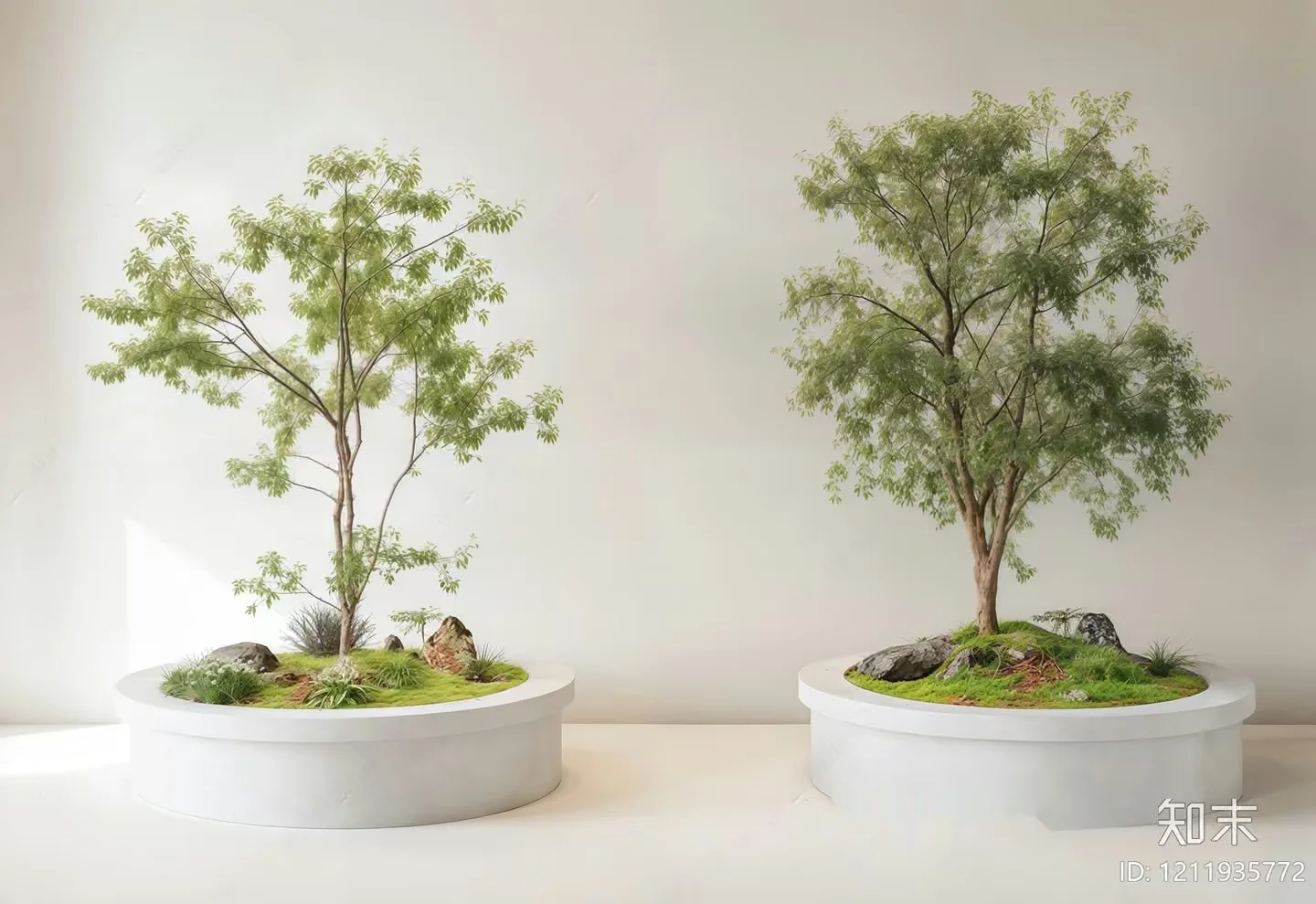 Two Small Trees In White Pots 3D Model – 17199 – VRAY Render