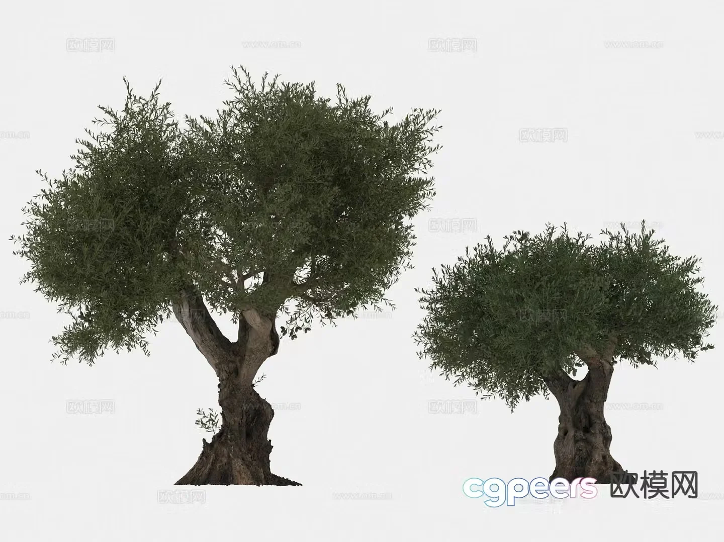 olive tree arbor trees lone tree 3d model