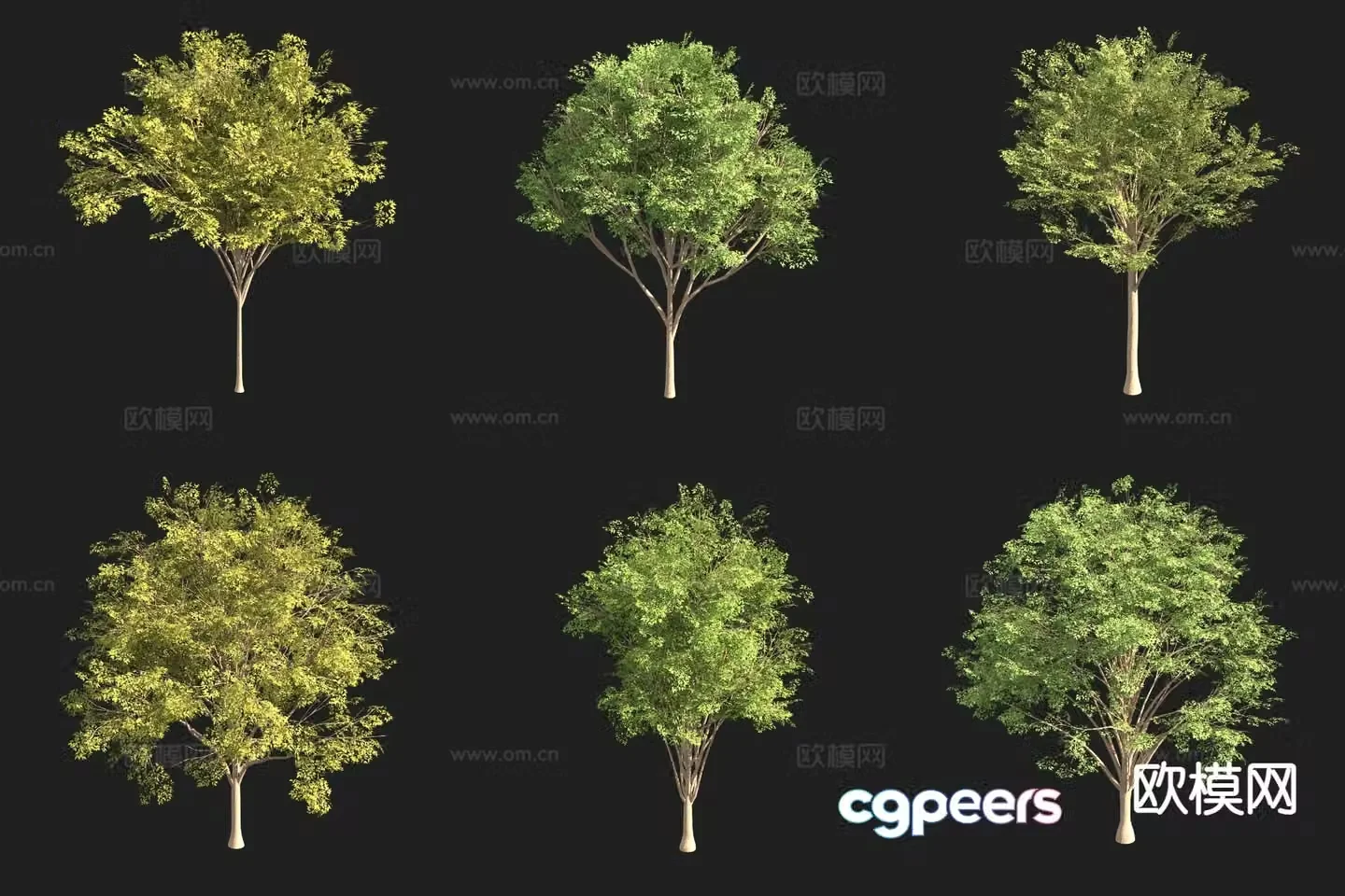 beech tree landscape tree 3d model