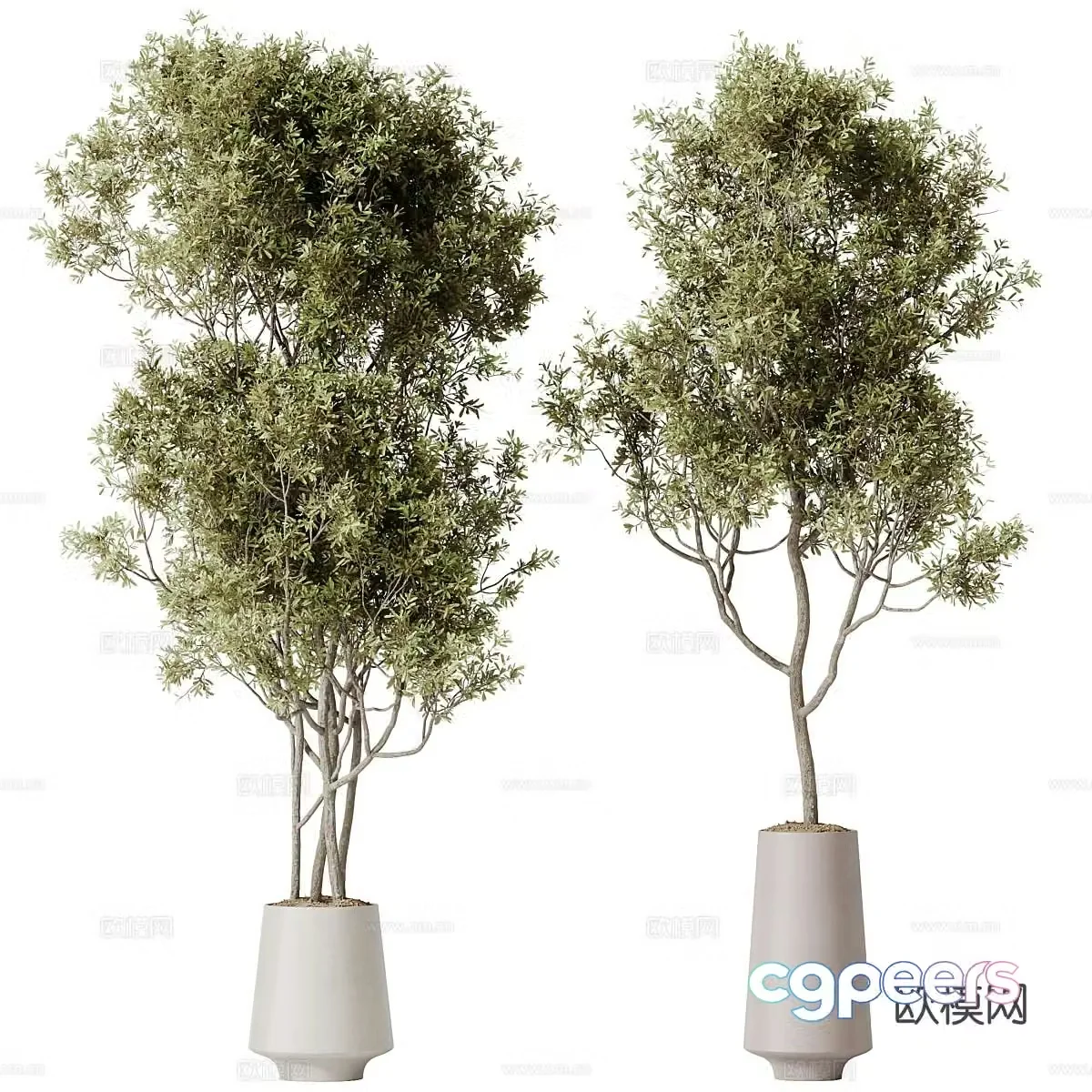 New Chinese olive tree potted 3D model