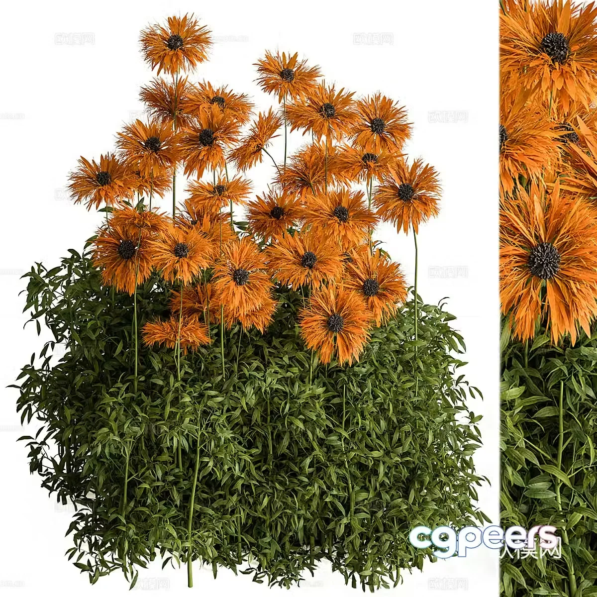 Sunflower 3d model