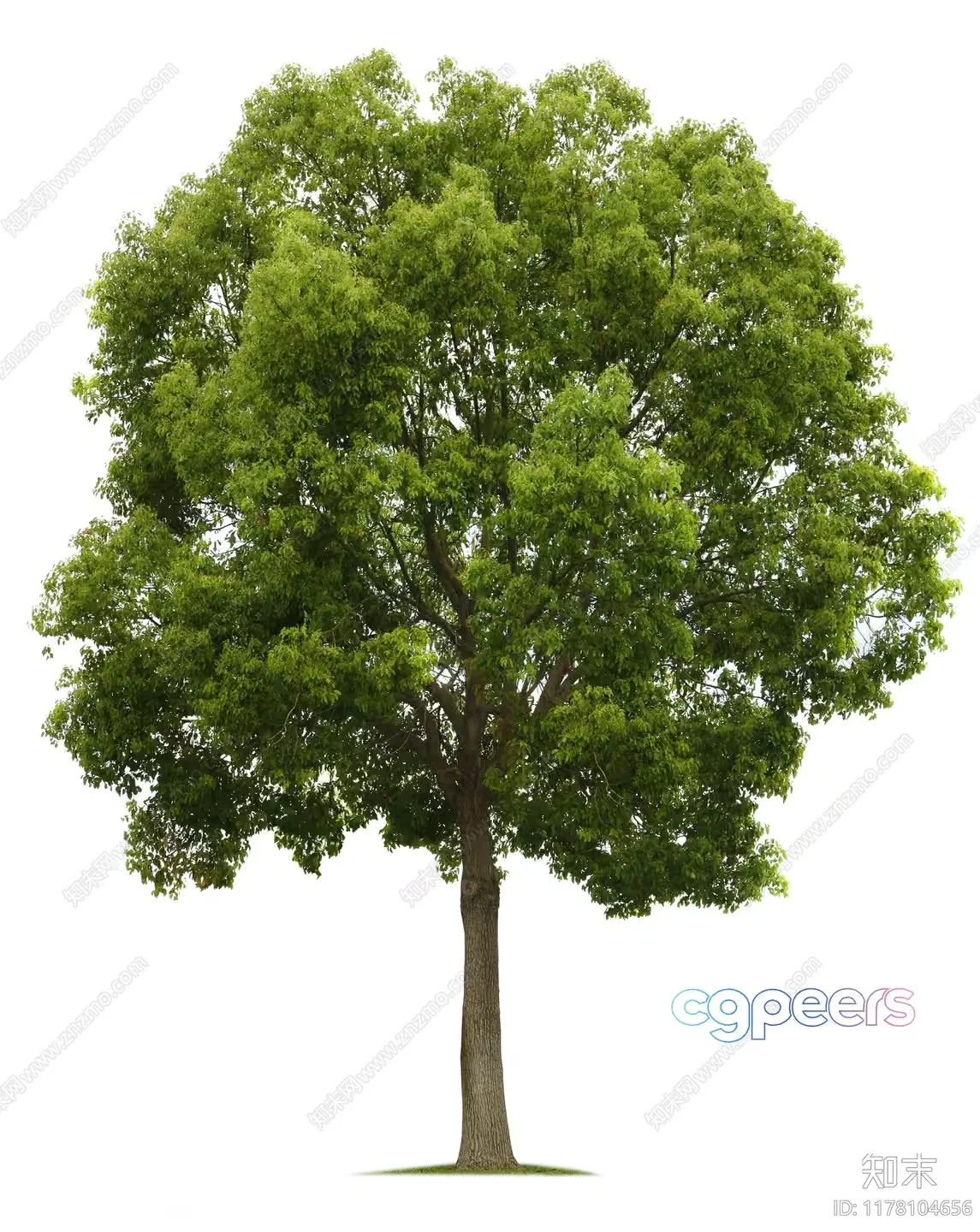 A Tree With Green Leaves 3D Model – 1186 – VRAY Render