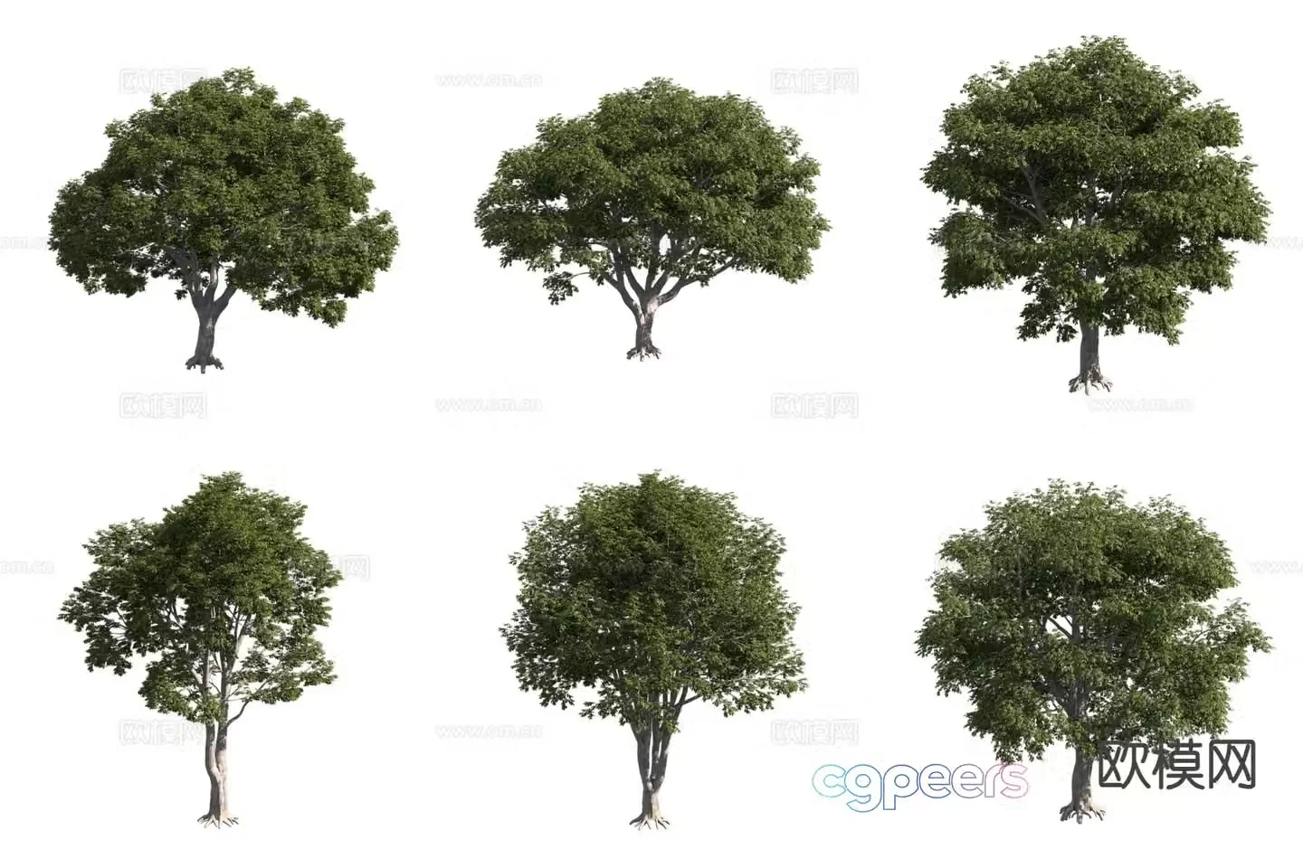 Southern European Hackberry Landscape Tree Big Tree 3D Model