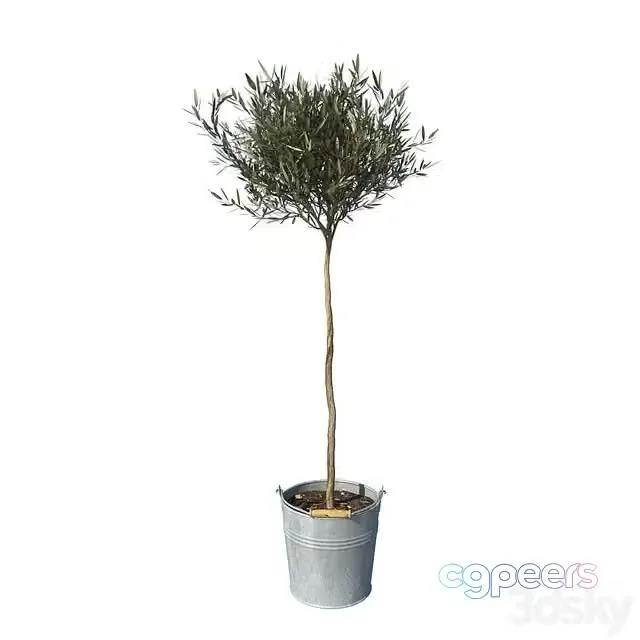 3ds Max Free – olive tree small
