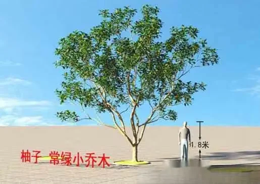A Tree With A Red Chinese Character 3D Model – 22358 – VRAY Render