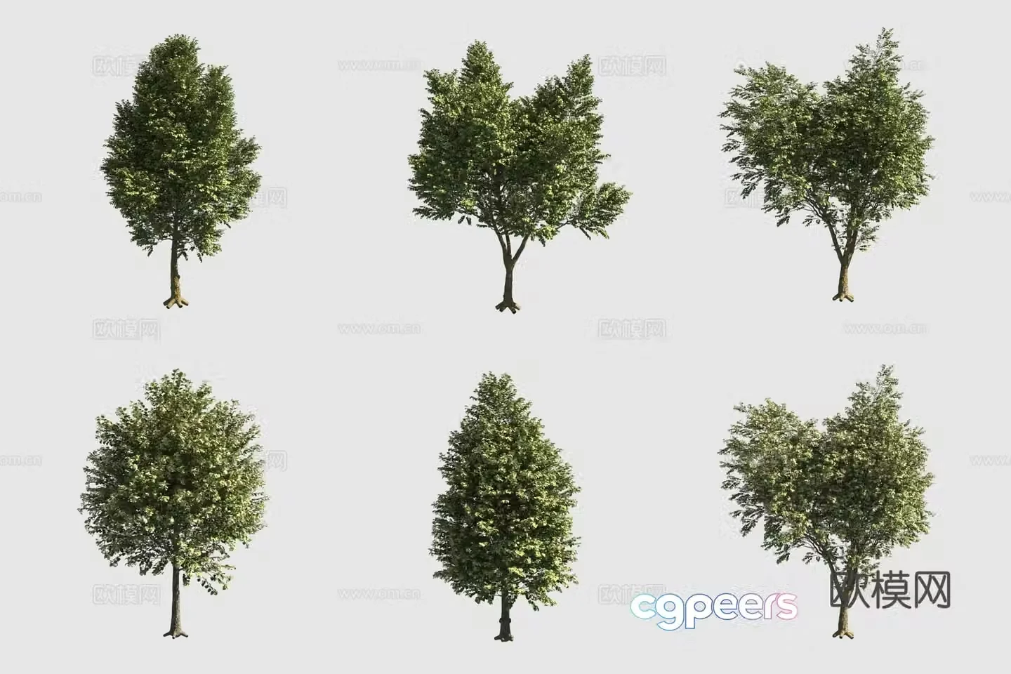 European linden European linden street tree 3d model