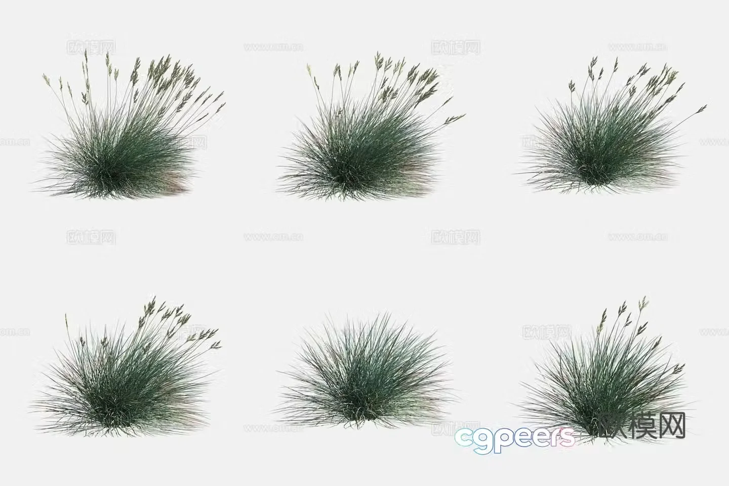 Blue fescue flower 3d model