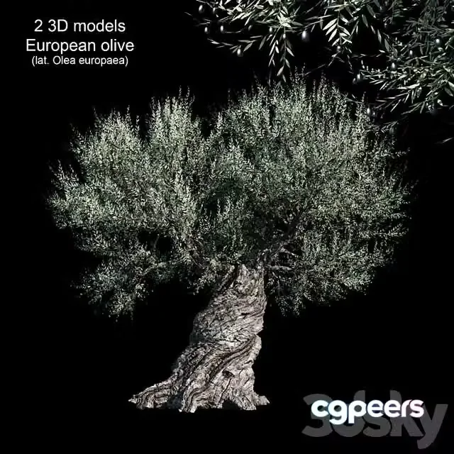 3ds Max Free – Olive European