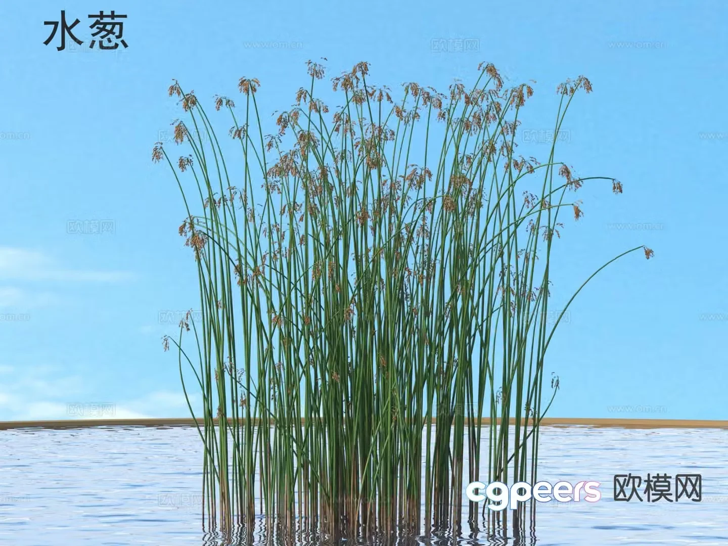Water onion flowers plants shrubs plants 3D model