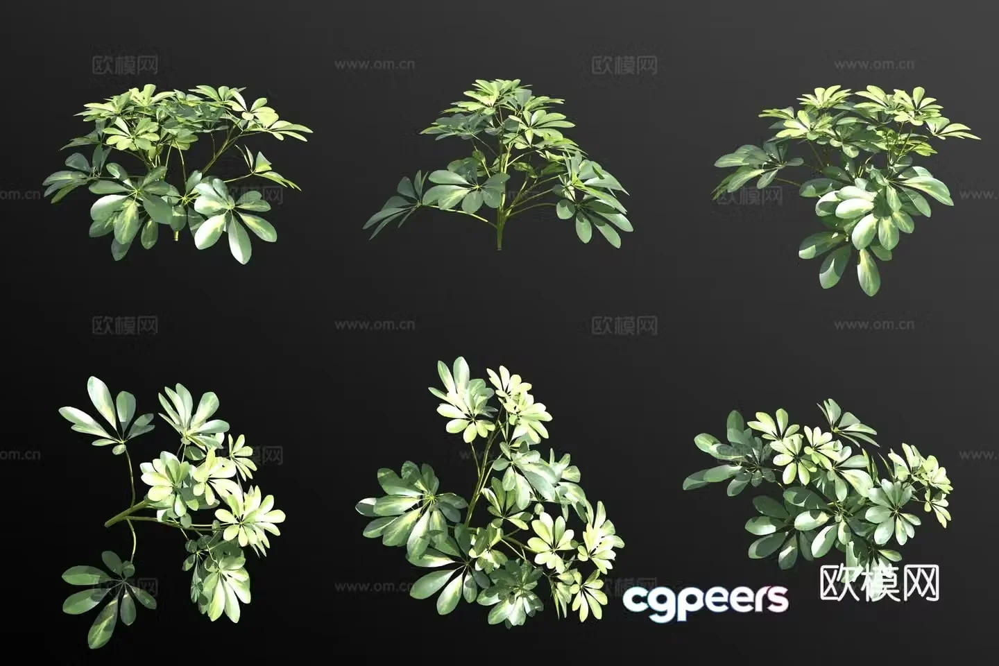 Shen’s duck’s foot tree shrubs and green plants 3D model