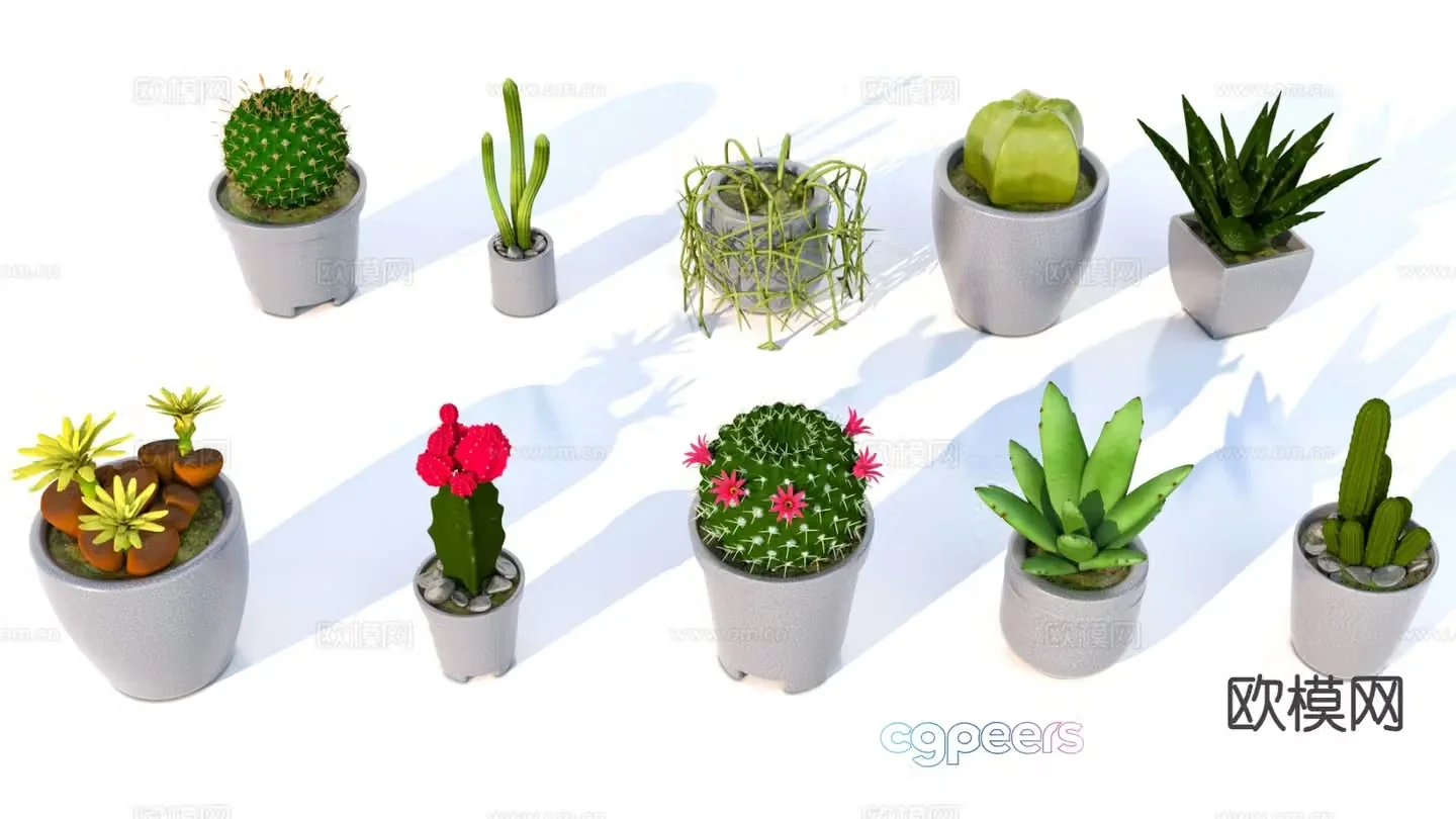 Cactus Aloe vera 3d model