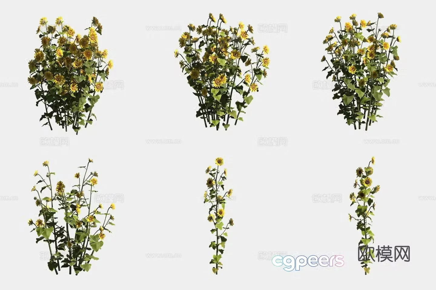 Sunflower 3d model