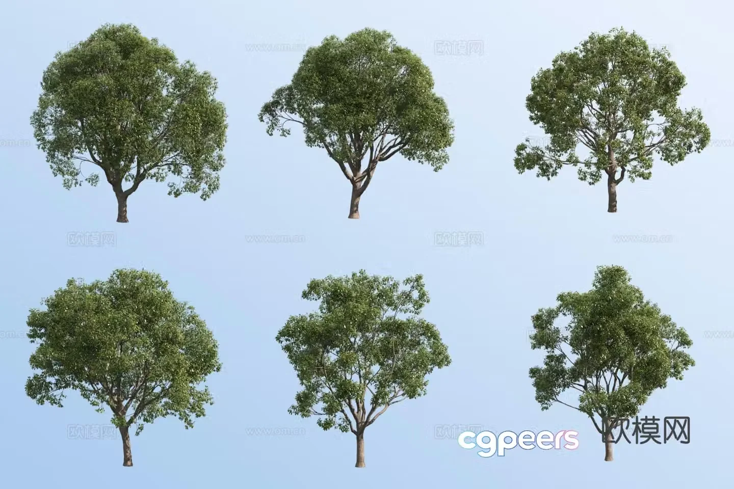 Small leaf camphor tree 3d model