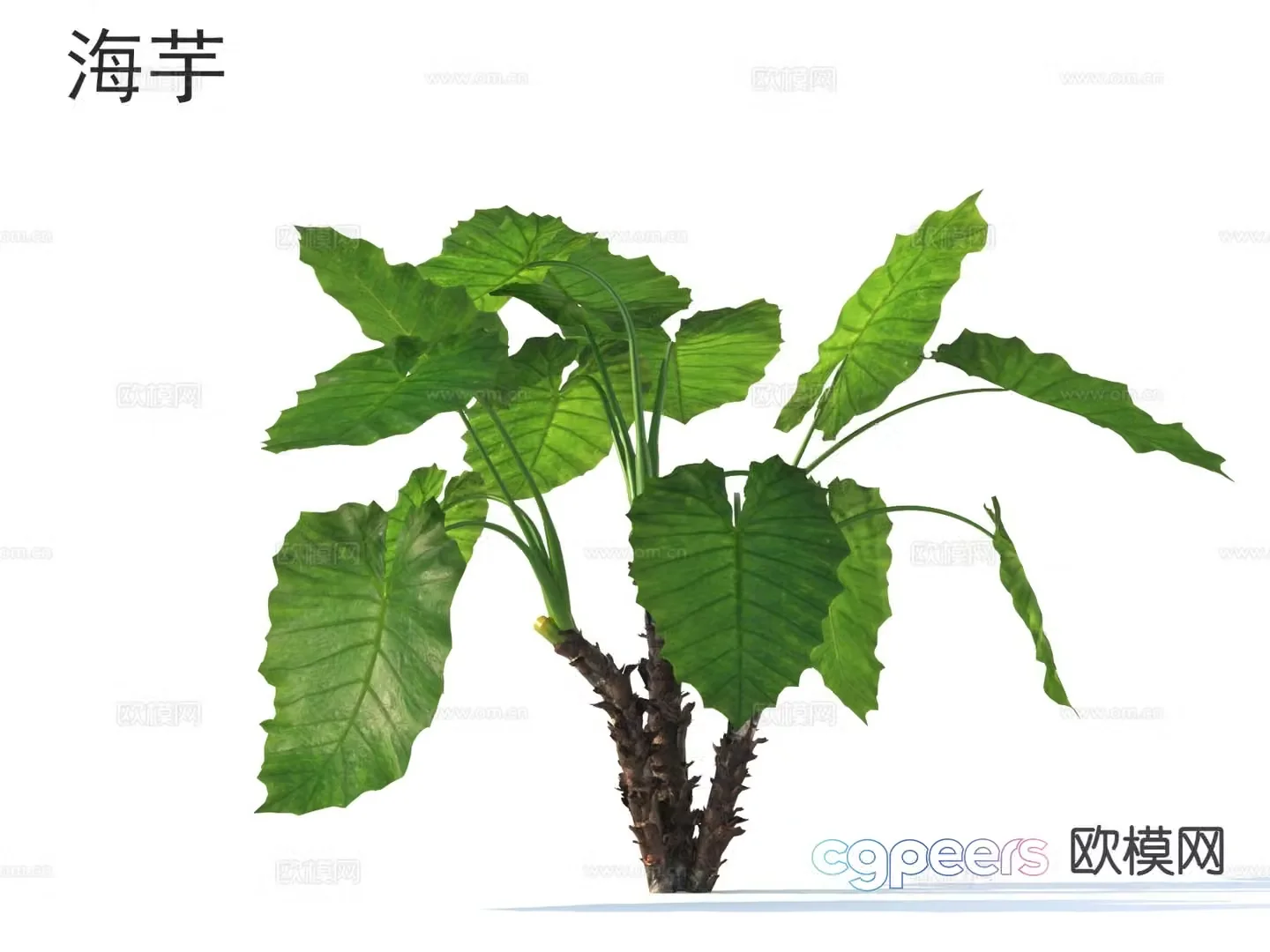 Calla flowers plants shrubs plants 3D model