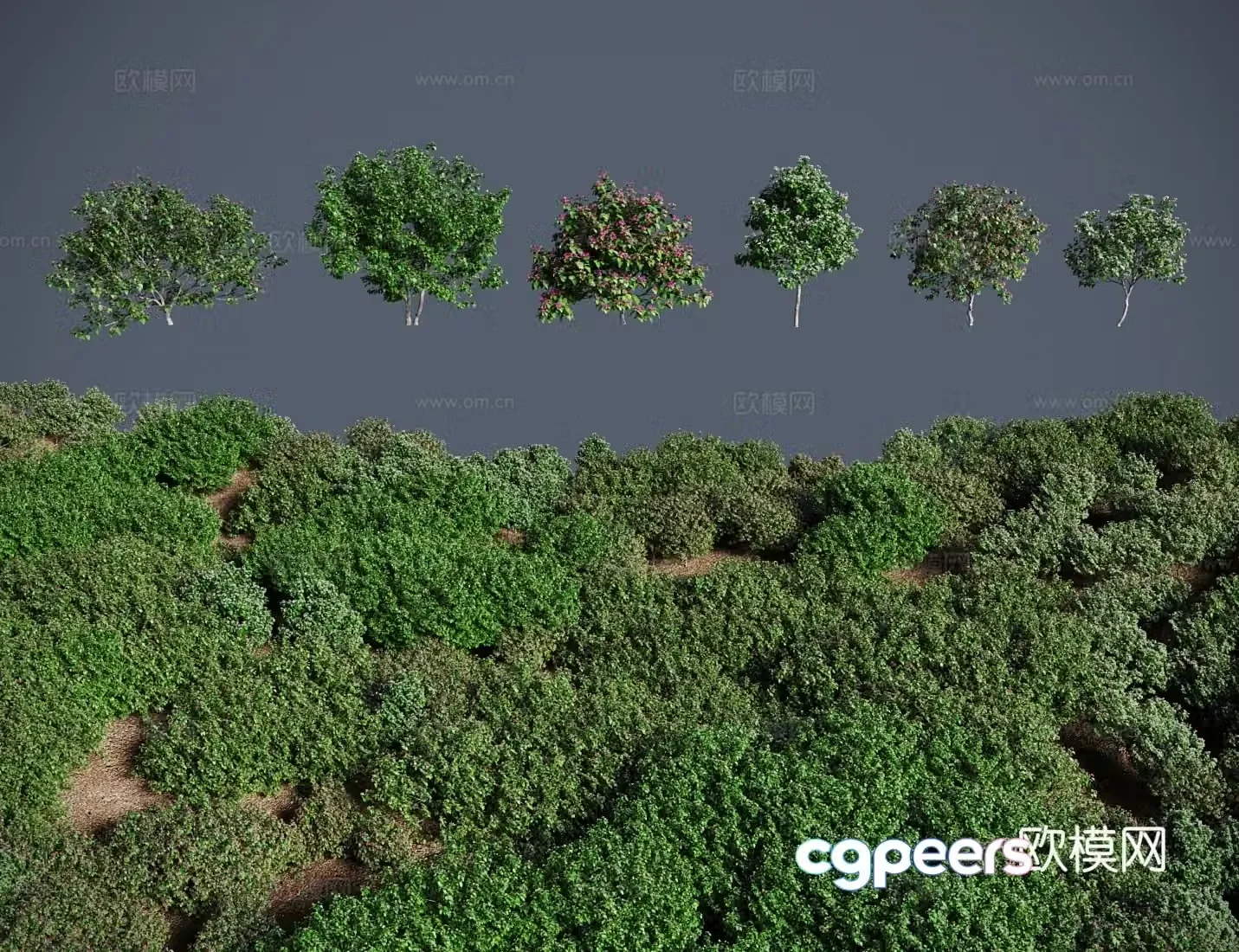 Modern shrubs thorny tung trees thorny tung trees mountain hibiscus empty tung trees woody ivory red 3D model