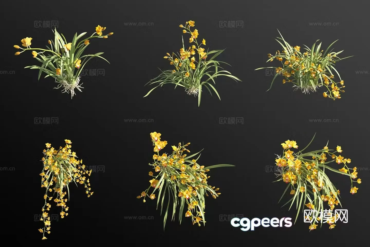 Orange cymbidium flower grass 3d model