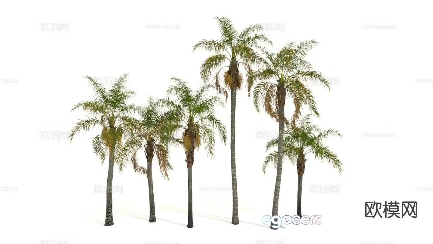 Coconut tree Palm tree Tropical tree 3d model