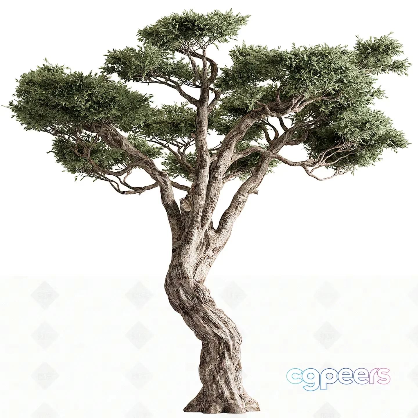 A Tree With Twisted Branches 3D Model – 1978 – VRAY Render