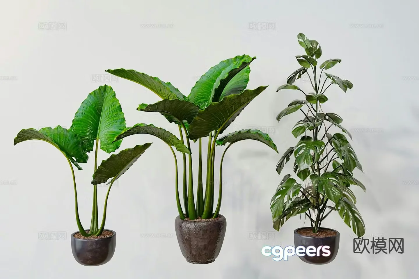Plant potted green plant 3d model