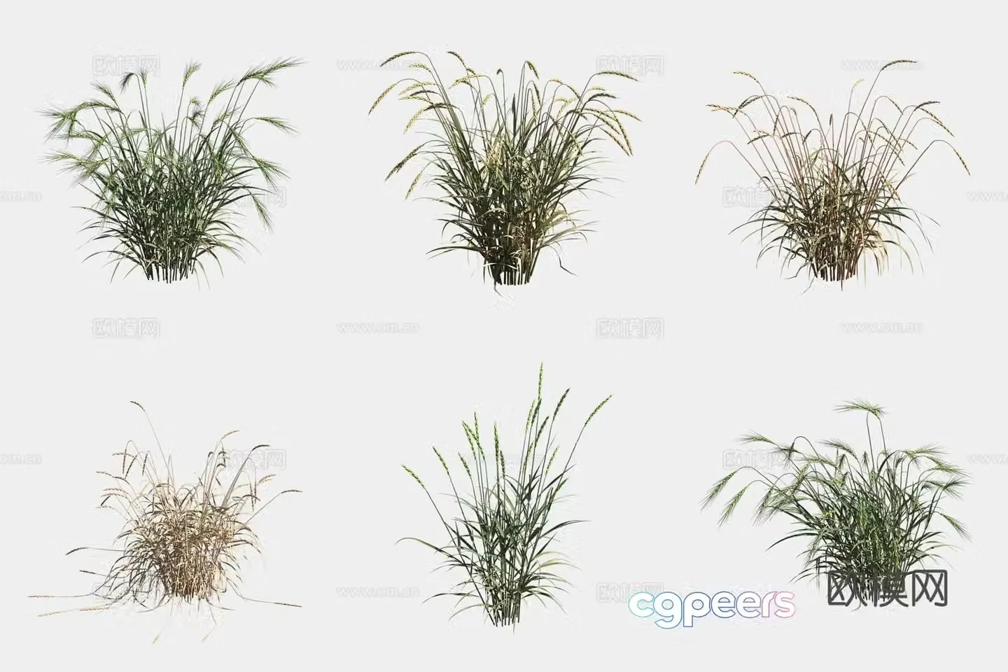 Spelt wheat crop crop 3d model