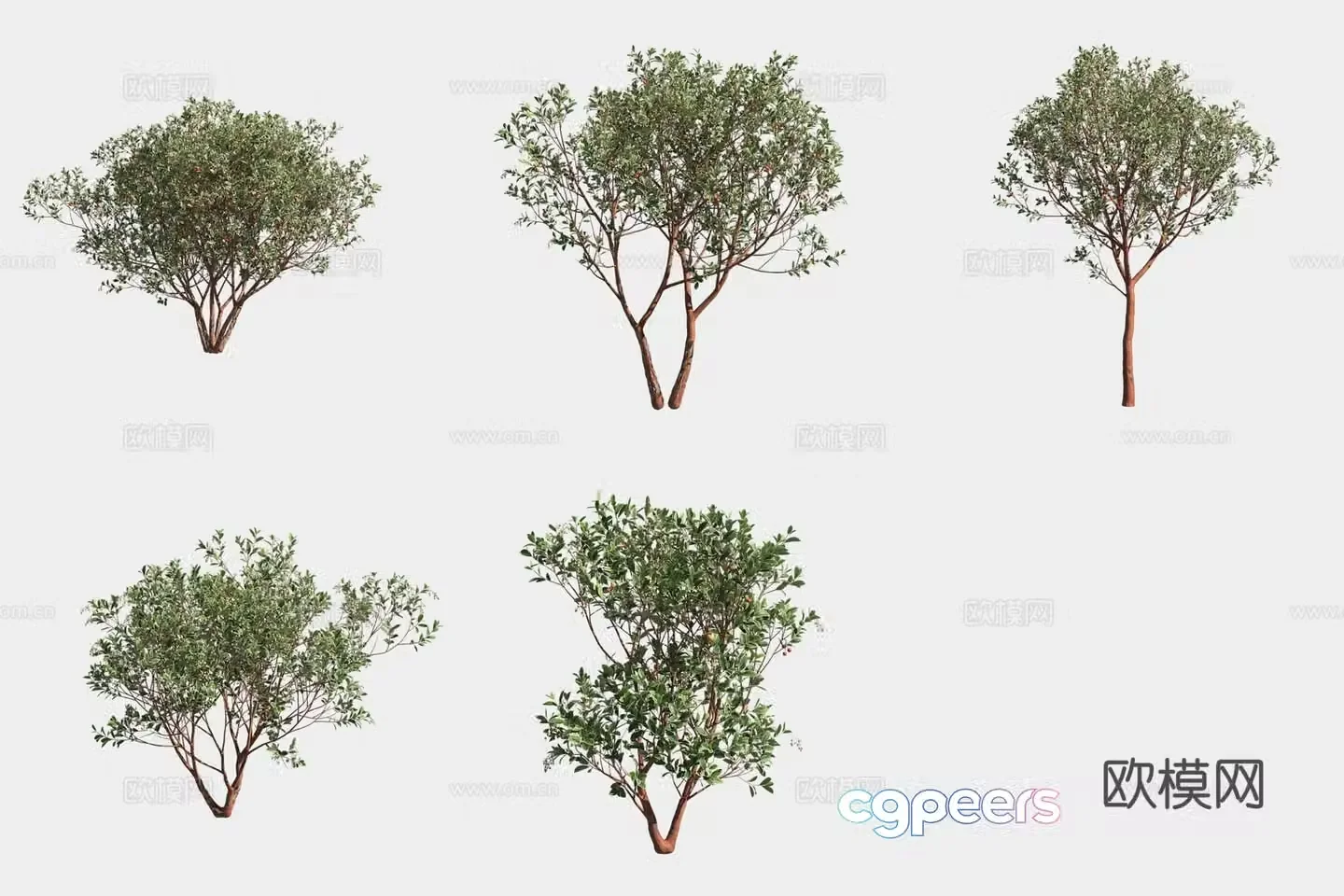 Strawberry tree shrub 3d model