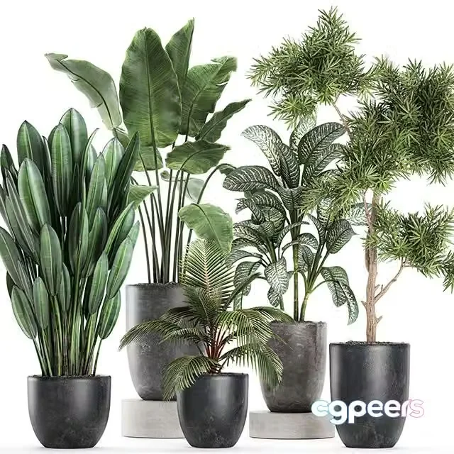 3ds Max Free – Collection of small plants in black pots with banana palm, Dieffenbachia, tree. Set 757